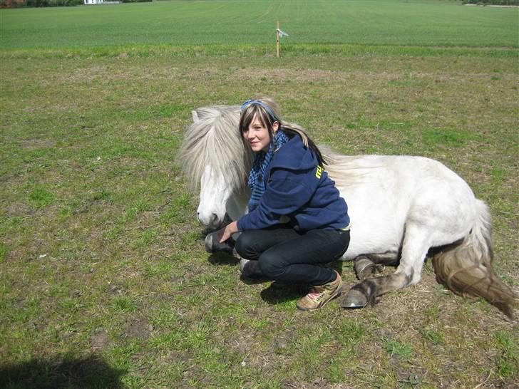 Islænder Frigg fra Donstedet (: <3 - "jeg tager lige en lur hvis det er okay? (:" Foto: Signe P billede 3