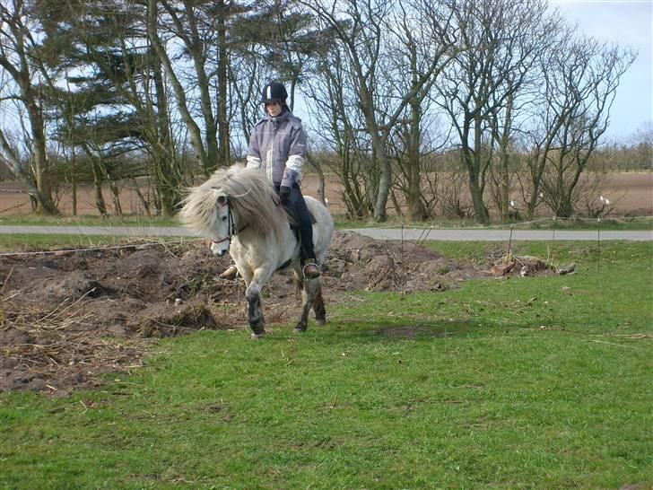 Islænder Frigg fra Donstedet (: <3 - Foto : Linda F billede 4