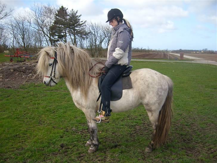 Islænder Frigg fra Donstedet (: <3 - smukke evt? d;  Foto : Linda F billede 5