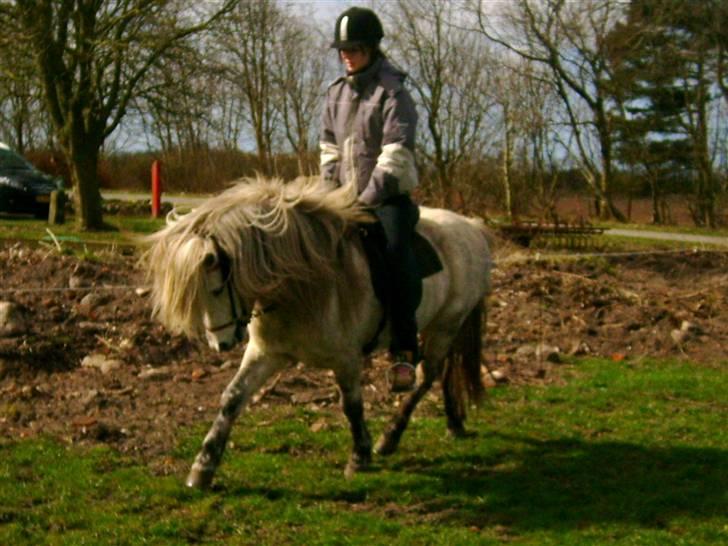 Islænder Frigg fra Donstedet (: <3 - hun går lidt for dybt med hovedet, men okay ;D  Foto : Linda F billede 6