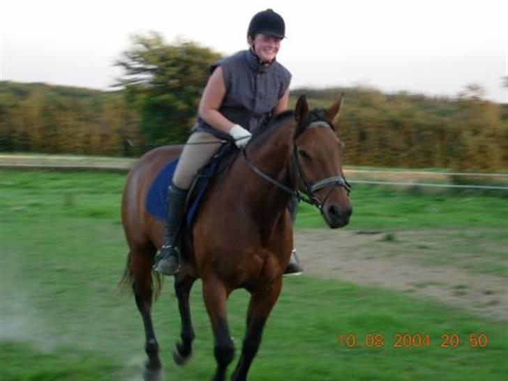 Dansk Varmblod Jackpot (SOLGT) - Vi rider i fuuld fart (;  billede 16