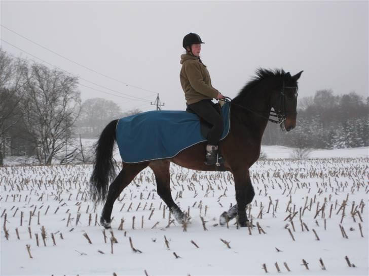 Dansk Varmblod Svante (RIP 2015) - stiff and hipper horse in the snow billede 10