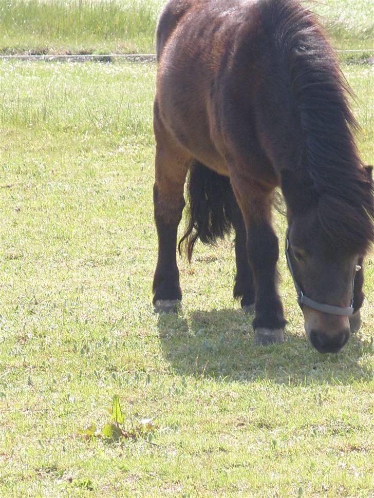 Shetlænder lasse R.I.P <3 billede 7