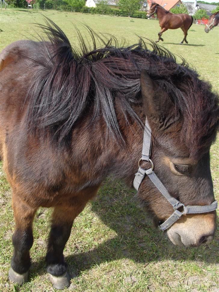 Shetlænder lasse R.I.P <3 billede 8