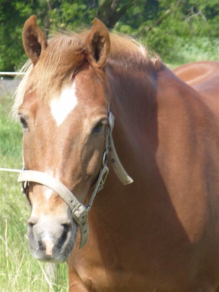 Anden særlig race trunte billede 6