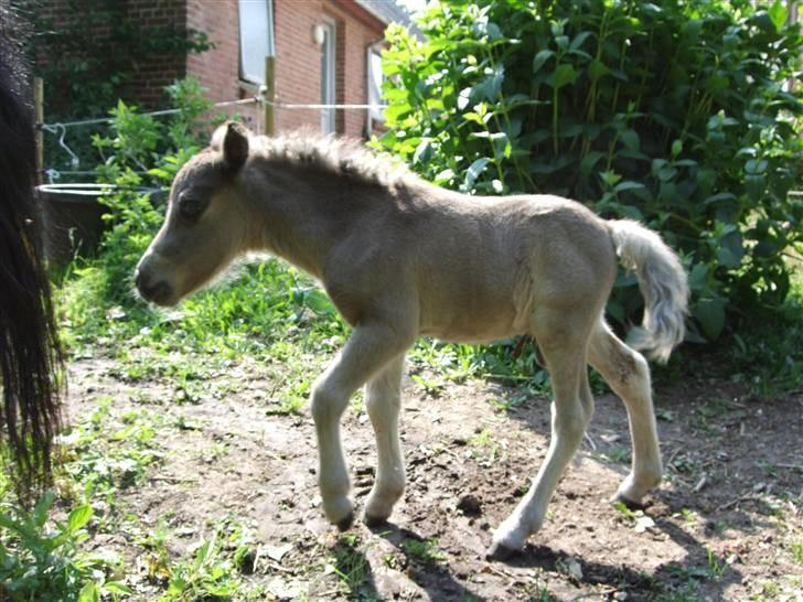 Shetlænder Sigsgaards Black Velvet billede 2