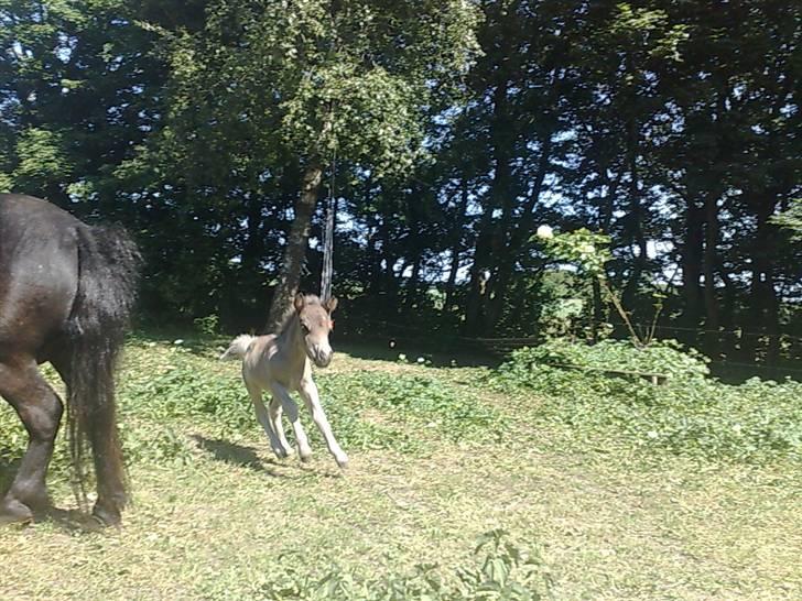 Shetlænder Sigsgaards Black Velvet billede 4