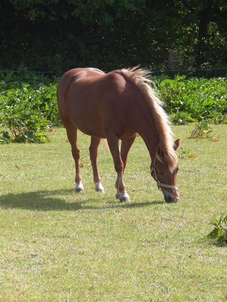 Anden særlig race trunte billede 7