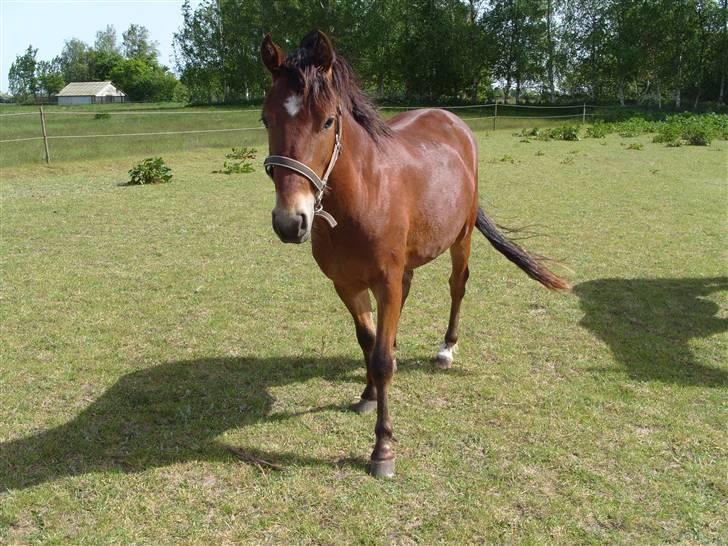 Anden særlig race noller  billede 7