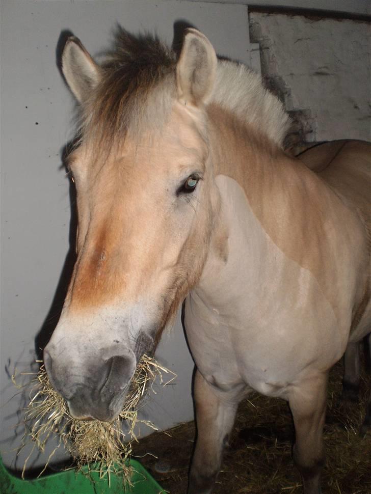 Fjordhest Brandy - *NYT* Brandy inde i boksen efter en lang stævne dag !! <3  billede 11