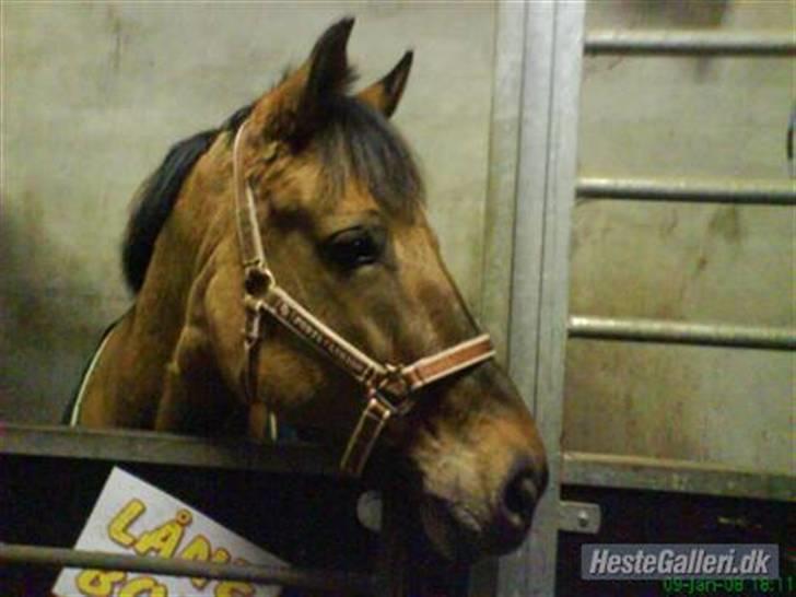 Anden særlig race Frk Smilla SOLGT billede 5