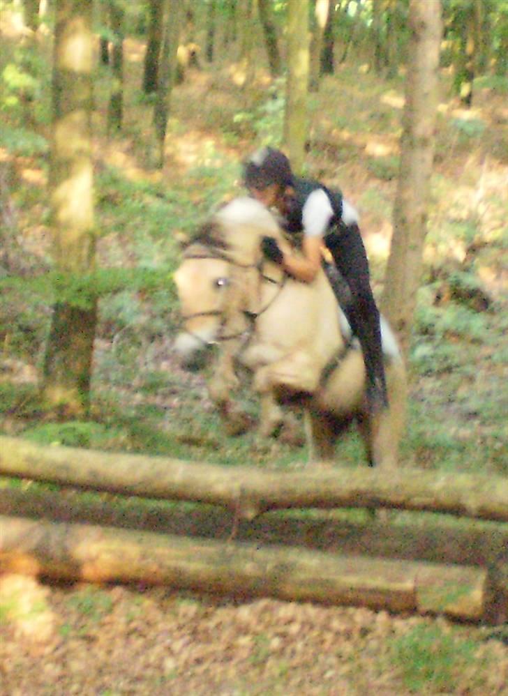 Fjordhest Brandy -  Ridelejr 2009 Brandy og jeg i GO stil over et jagt spring ;)  billede 12