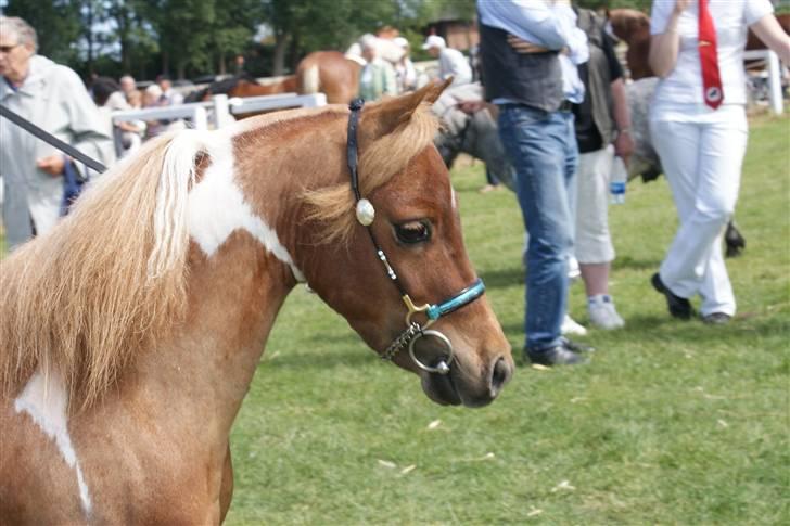 Miniature Scout Zodiacs Little Boy  - Min perfekte hingst! Elsker dig min dreng!! <3 billede 6