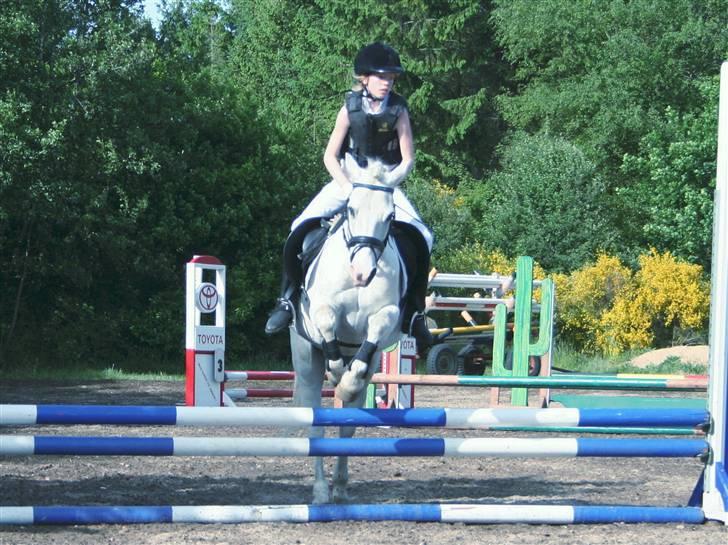 New Forest  Silver "Himmelhest" -  til springstævne VIR- fejlfri, igen... LD- vi blev nr.5 billede 10