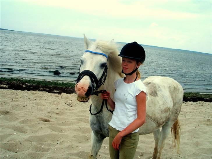 New Forest  Silver "Himmelhest" - I det mindste er der ÉN af os der kan smile til fotografen :-D  <3 Limfjorden 09 billede 11