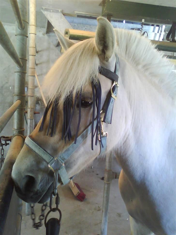 Fjordhest Glibings Demo *solgt* billede 10