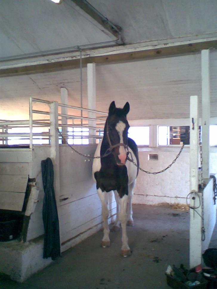 Pinto filur(ejer mejse)Aflivet billede 1