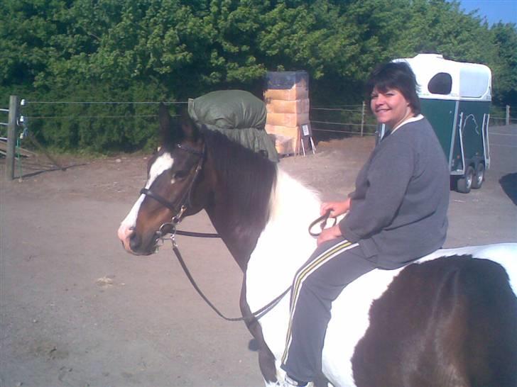 Pinto filur(ejer mejse)Aflivet billede 2