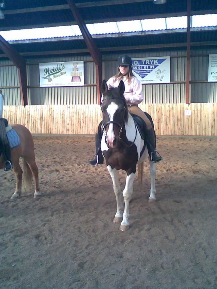 Pinto filur(ejer mejse)Aflivet billede 3