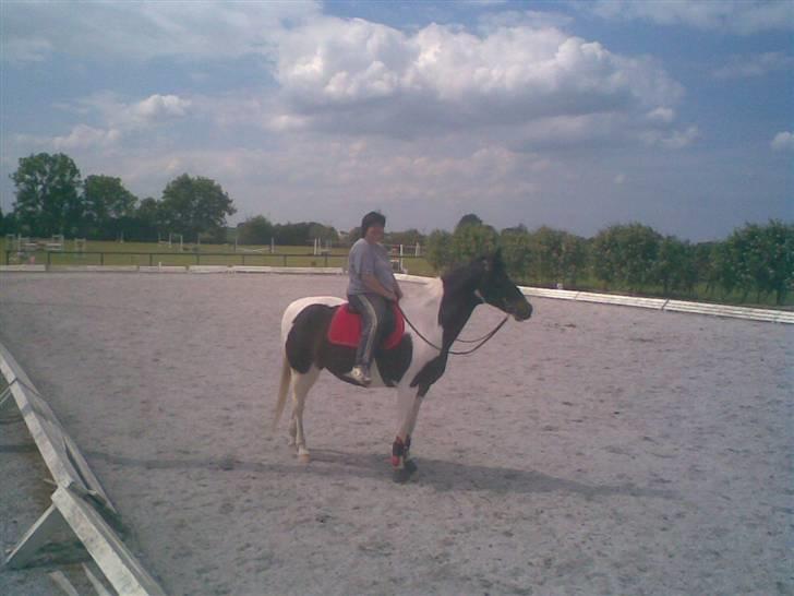 Pinto filur(ejer mejse)Aflivet billede 4