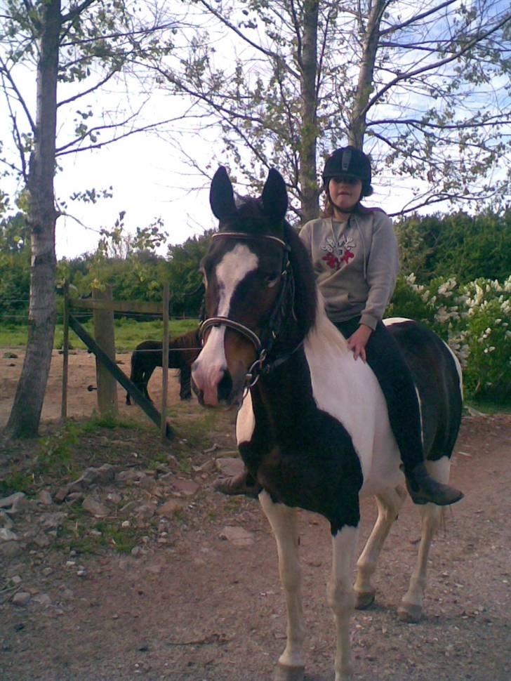 Pinto filur(ejer mejse)Aflivet billede 5