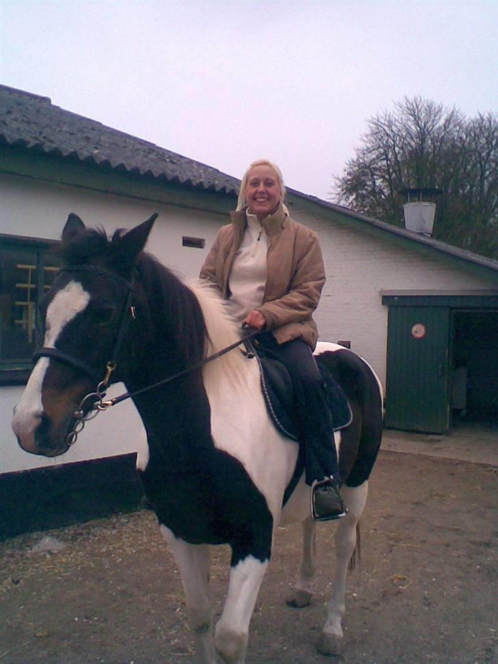 Pinto filur(ejer mejse)Aflivet billede 6