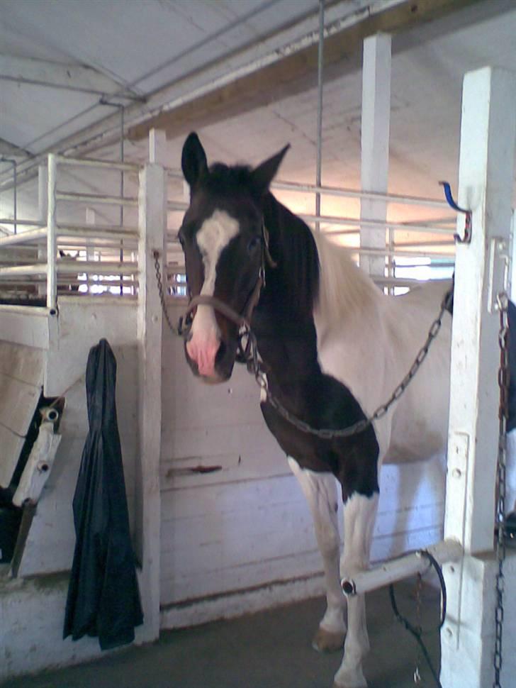 Pinto filur(ejer mejse)Aflivet billede 7