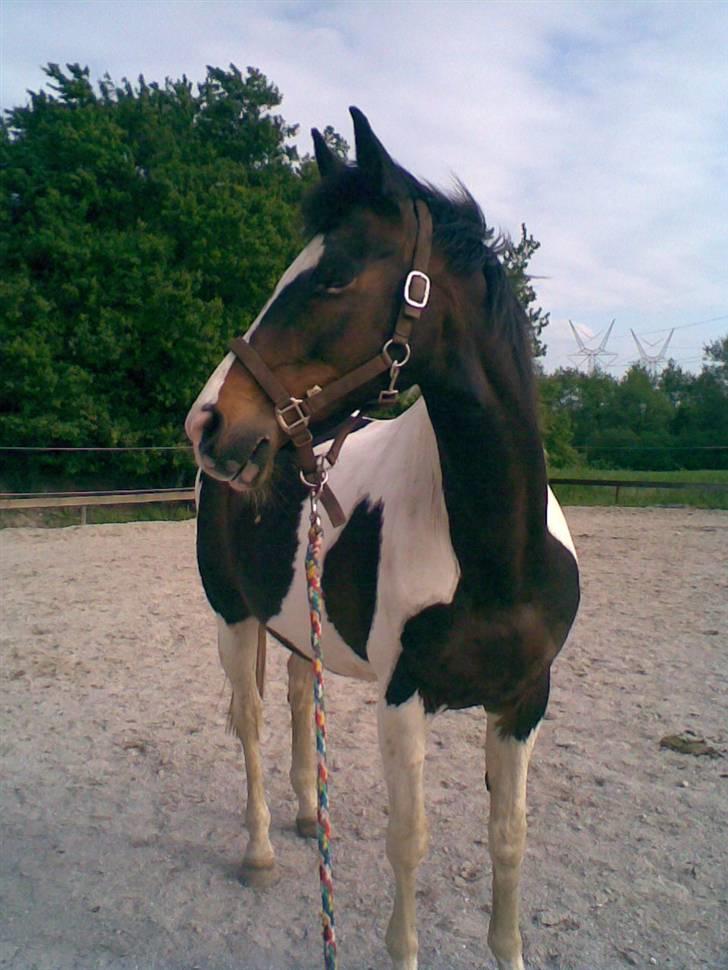 Pinto filur(ejer mejse)Aflivet billede 8