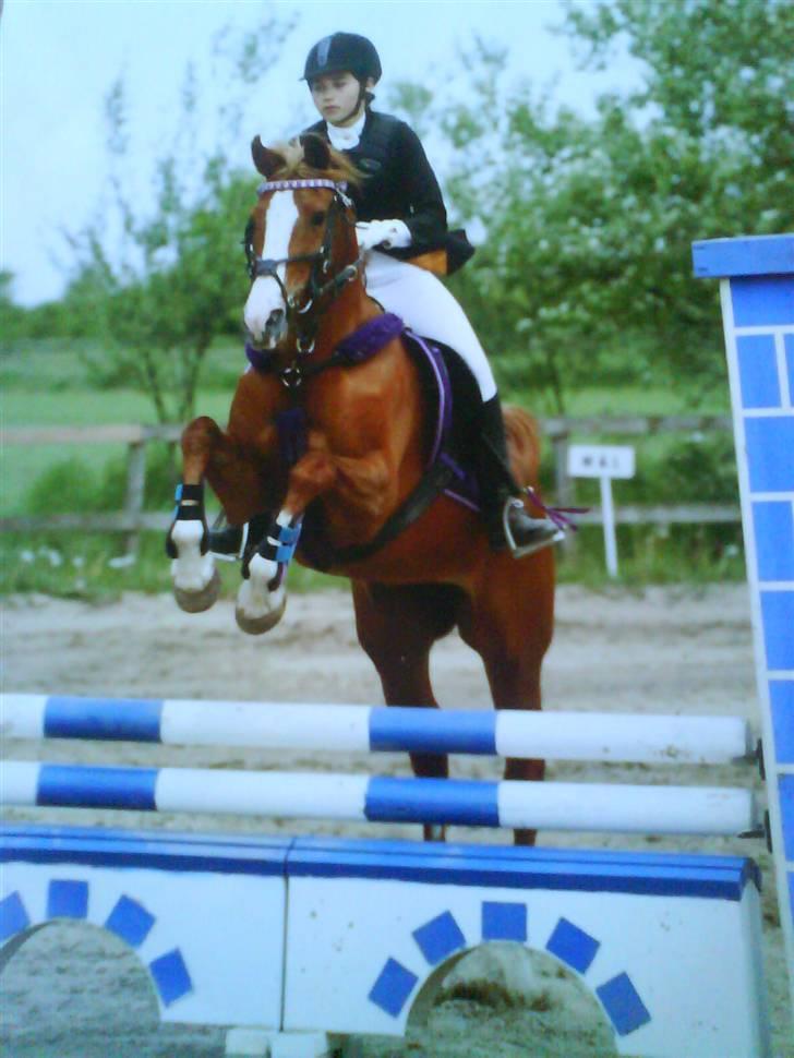 Arabisk fuldblod (OX) Collage. - Til stævne igen (rossette med hjem) ;) billede 6