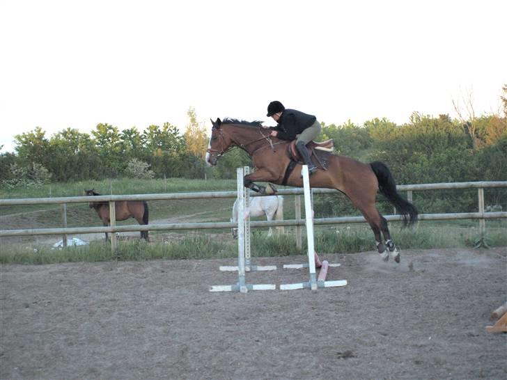 Anden særlig race Tintin<3 - træning<3 billede 16