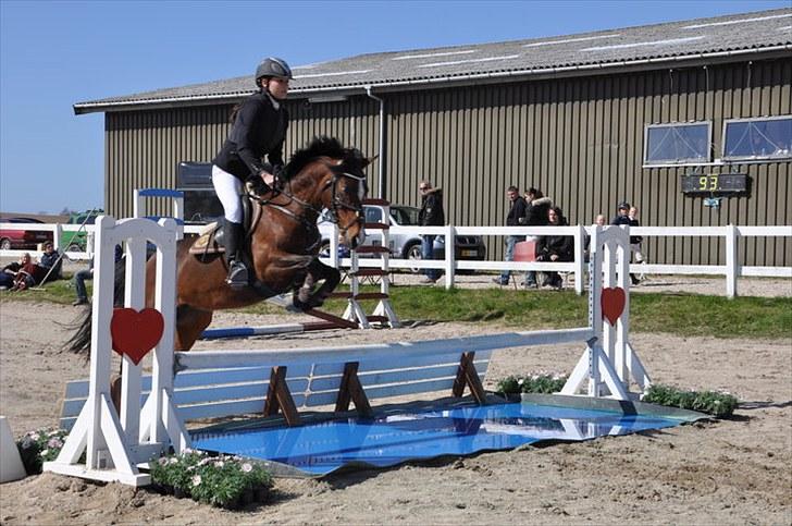 Hollandsk Sportspony Domenique. *b-pony* - 12) mb på HSK, nordsj. mesterskab - 4. plads. billede 12