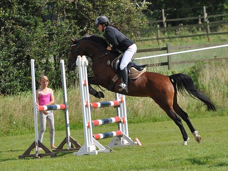 Hollandsk Sportspony Domenique. *b-pony* - 13) SLR, 2010 :) billede 13