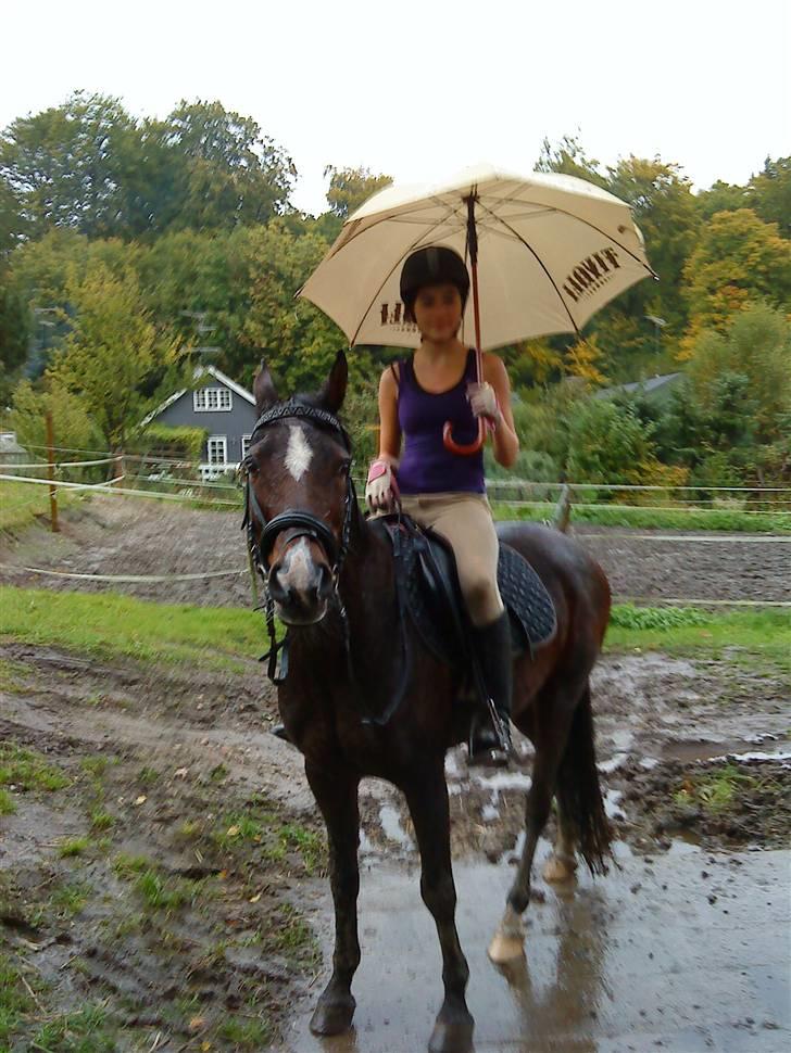 Hollandsk Sportspony Domenique. *b-pony* - 14) Rigtig lorte vejr! :S Så vi tog paraplyen frem! :D billede 14