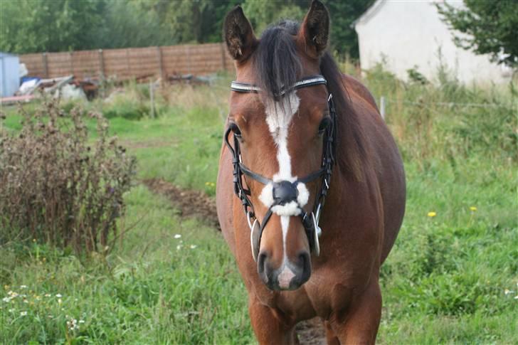 DSP Grand Garáson  billede 1