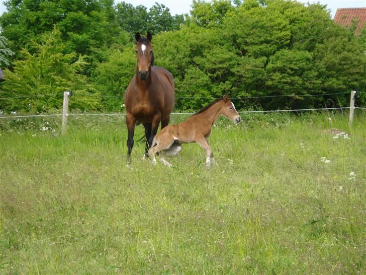 DSP Grand Garáson  billede 2