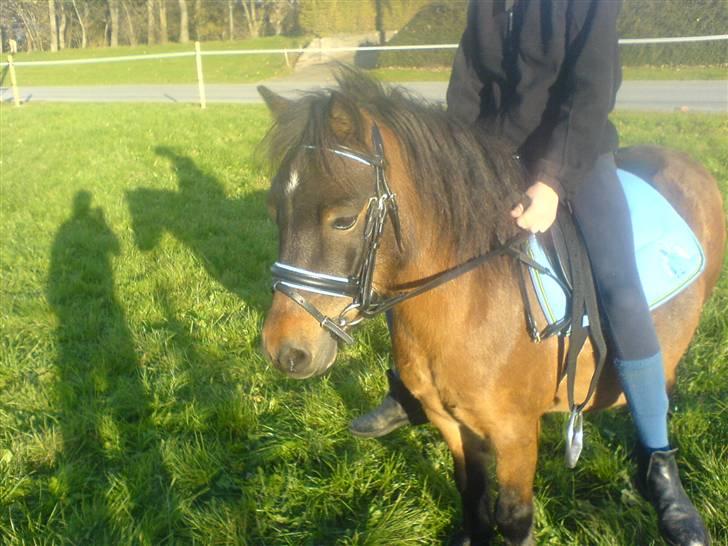 Shetlænder Enghøjs Sigurd SOLGT billede 1