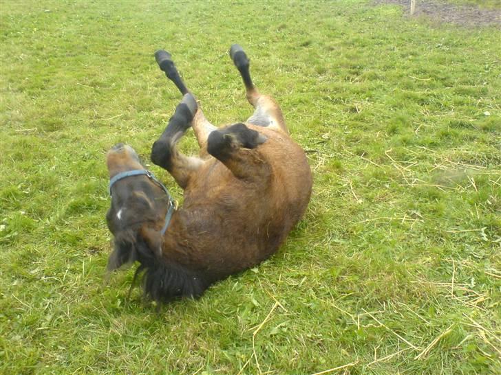 Shetlænder Enghøjs Sigurd SOLGT billede 2