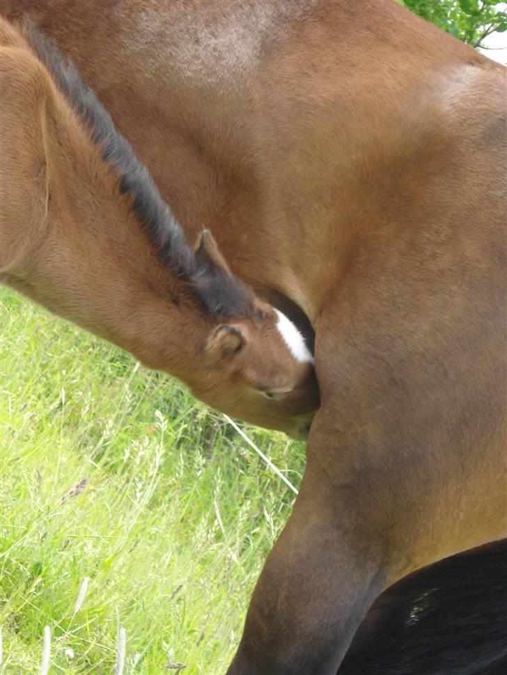 DSP Grand Garáson  billede 3