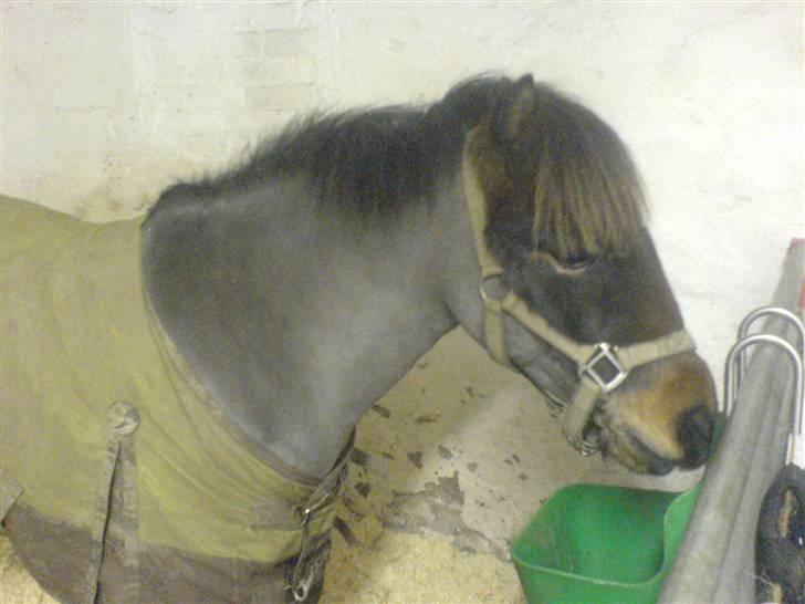 Shetlænder Enghøjs Sigurd SOLGT billede 3