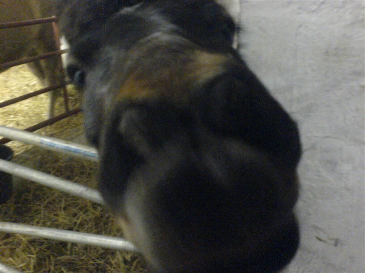 Shetlænder Enghøjs Sigurd SOLGT billede 4