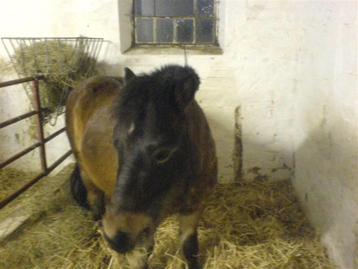 Shetlænder Enghøjs Sigurd SOLGT billede 5