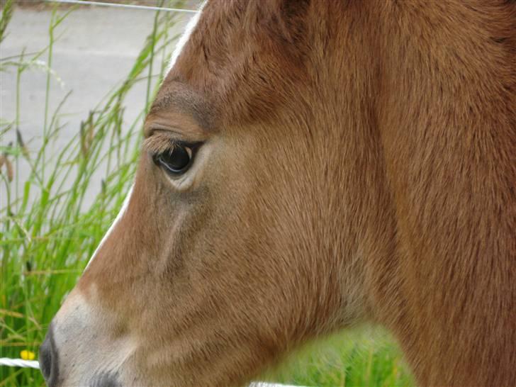 DSP Grand Garáson  billede 4