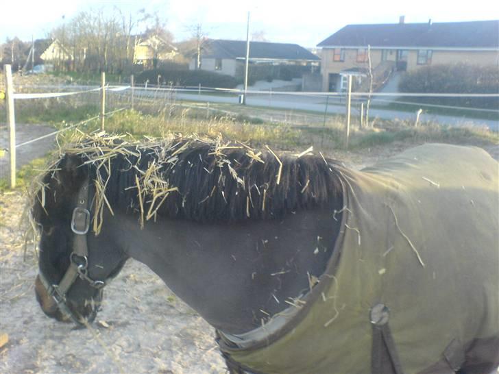 Shetlænder Enghøjs Sigurd SOLGT billede 6