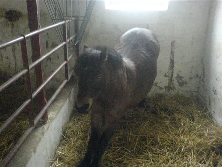 Shetlænder Enghøjs Sigurd SOLGT billede 7
