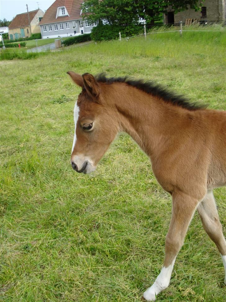 DSP Grand Garáson  billede 5