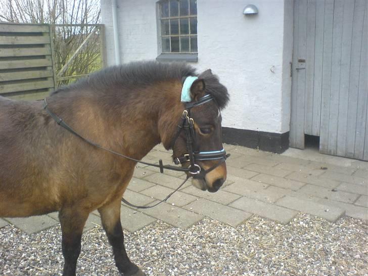 Shetlænder Enghøjs Sigurd SOLGT billede 8
