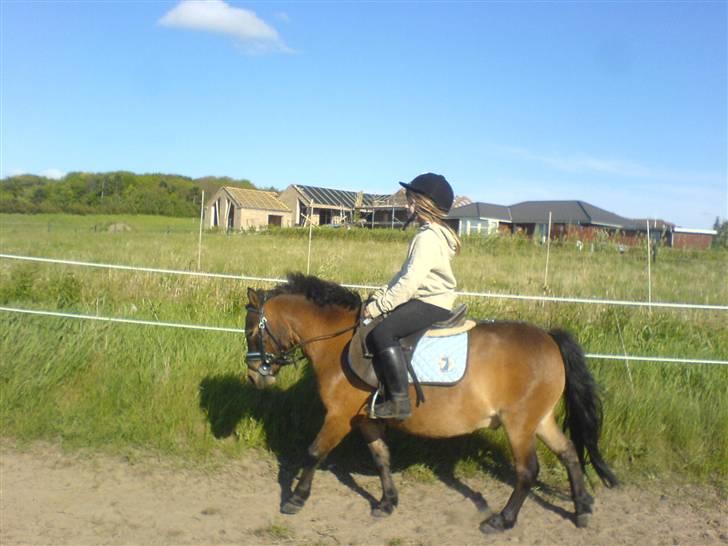 Shetlænder Enghøjs Sigurd SOLGT billede 9