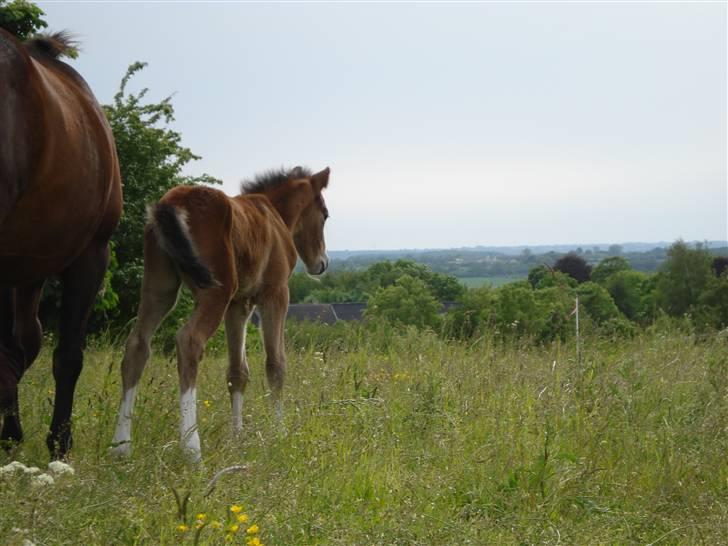 DSP Grand Garáson  billede 6