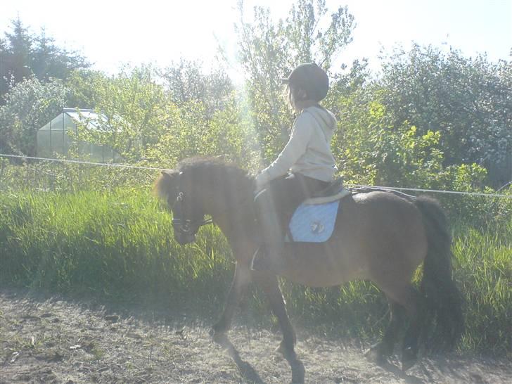Shetlænder Enghøjs Sigurd SOLGT billede 10