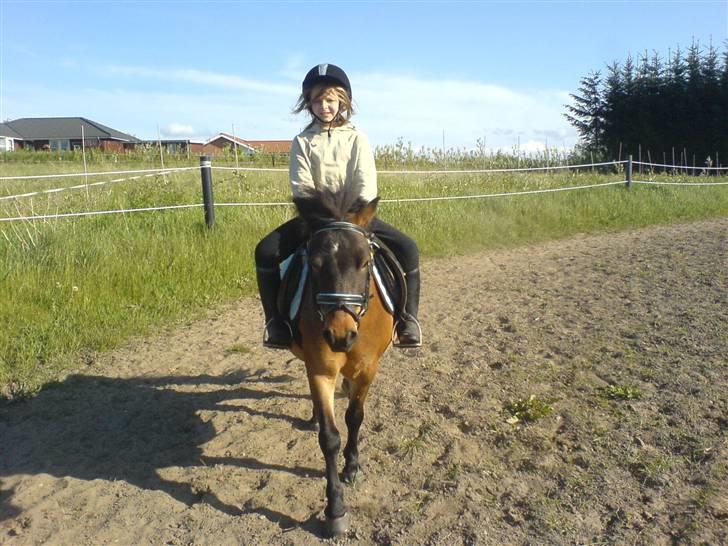 Shetlænder Enghøjs Sigurd SOLGT billede 11